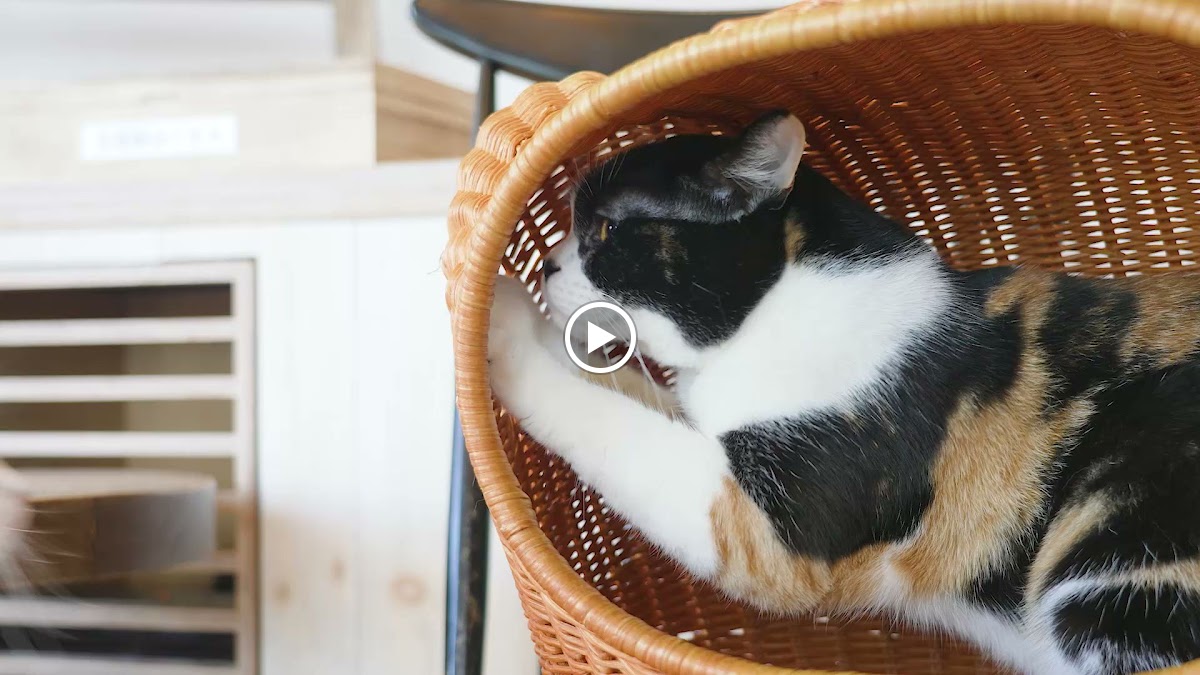 Cat Cafe Mocha Lounge (Shinjuku)